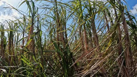 sugarcane crops on the field in amami island in japan on a bright windy day