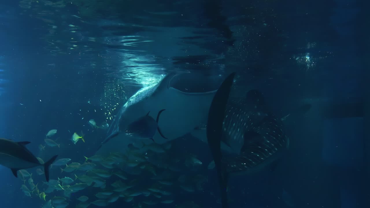 A whale shark glides through the water surrounded by a vibrant school of fish in a serene aquarium setting.