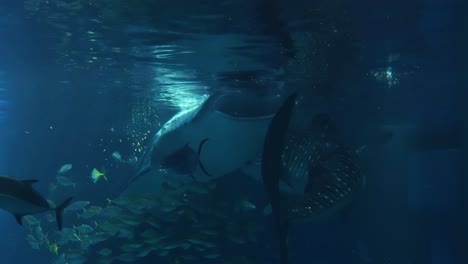 a whale shark glides through the water surrounded by a vibrant school of fish in a serene aquarium setting.