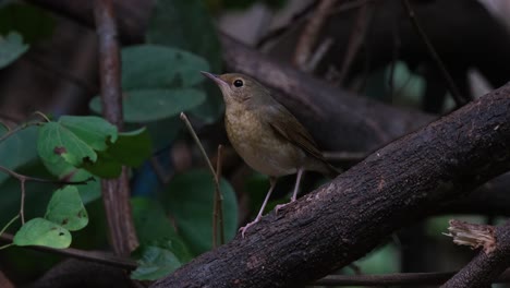 facing to the left motionless as the camera zooms out a windy scenario in the forest, siberian blue robin larvivora cyane female, thailand