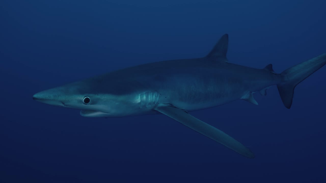 gran tiburón azul nadando a través del océano atlántico en cámara lenta de cerca