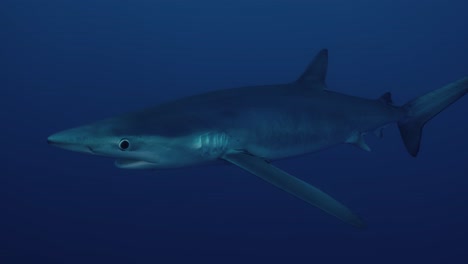 large blue shark swimming through the atlantic ocean in close up slow motion