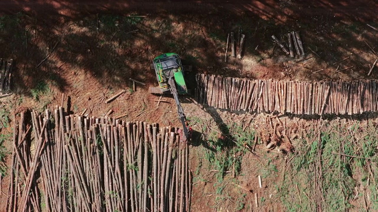 Forestry machine moves between neatly stacked pine logs on reddish soil in a commercial plantation in Misiones, Argentina, with harvested timber arranged beside a cleared work area, top-down slide.