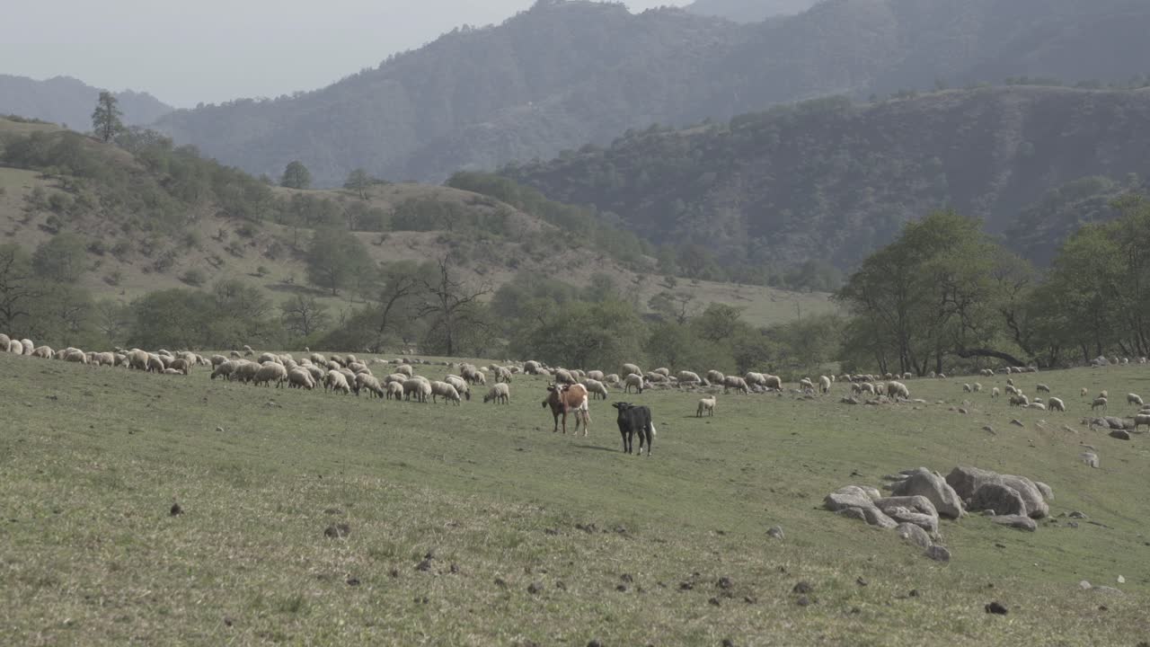 foto de un rebaño de ovejas y vacas pastando a lo largo de la ladera de la montaña en un día soleado