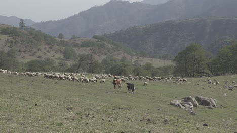 shot of herd of sheeps and cows grazing along mountain slope on a sunny day