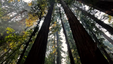 beautiful rays of sun peaking through the giant trees in a redwood forest