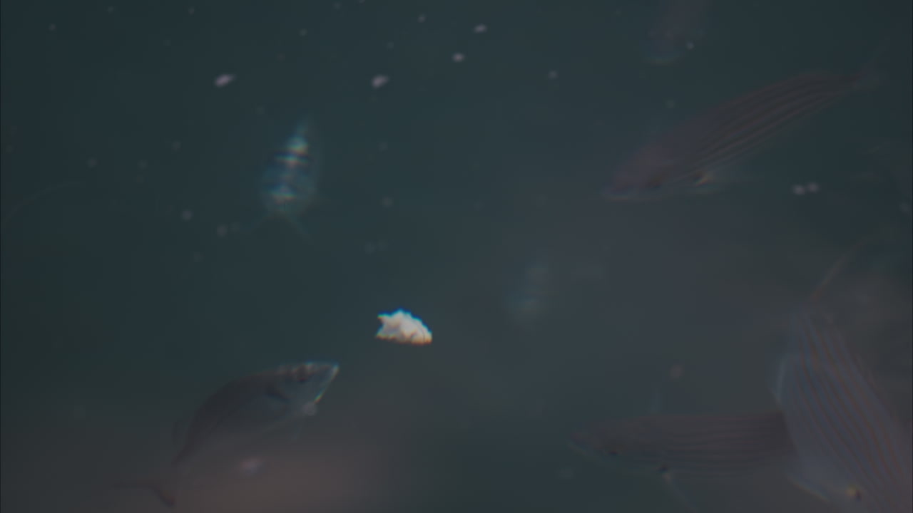 Close up of fish swimming under the water and trying to eat a piece of food