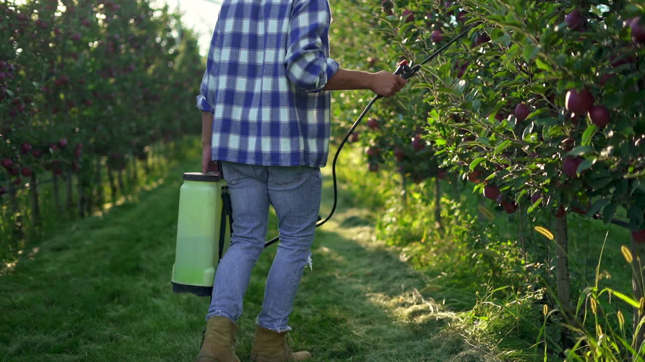 Farmer spraying apple trees in an orchard