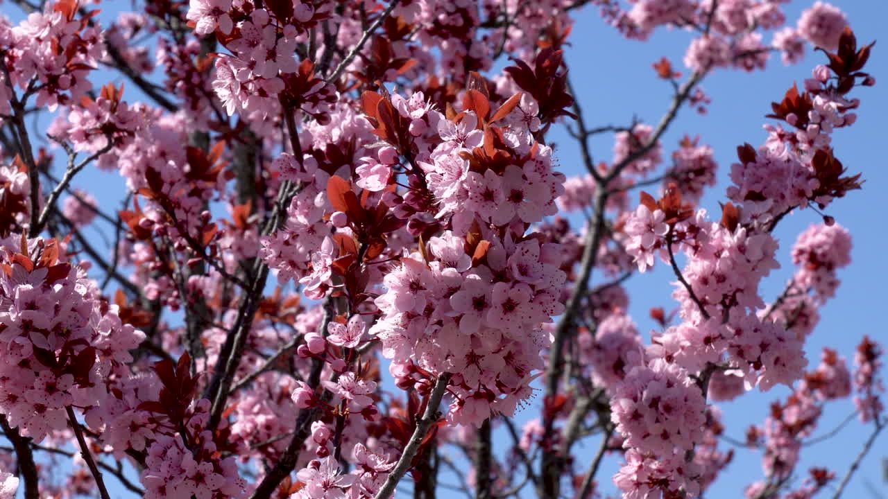 Blooming cherry blossoms against a blue sky