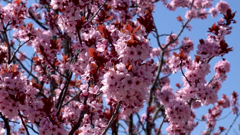 blooming cherry blossoms against a blue sky