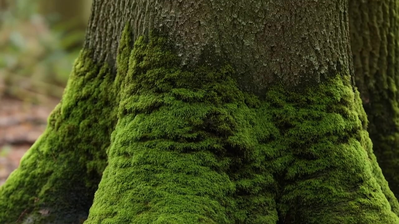 Scena a movimento lento della sezione inferiore di un albero maturo, dove le spesse radici si uniscono al suolo della foresta, ricoperte di muschio verde smeraldo brillante, con ombra morbida, terreno umido, ramoscelli e un'atmosfera boschiva calma.