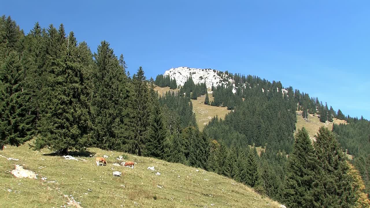 pastos de montaña con vacas en los alpes bávaros cerca de sudelfeld, alemania-10