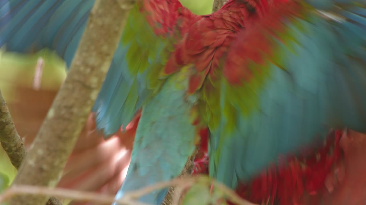 A tight close-up captures two Green-Winged Macaws fiercely battling for perch space in Peru’s rainforest.