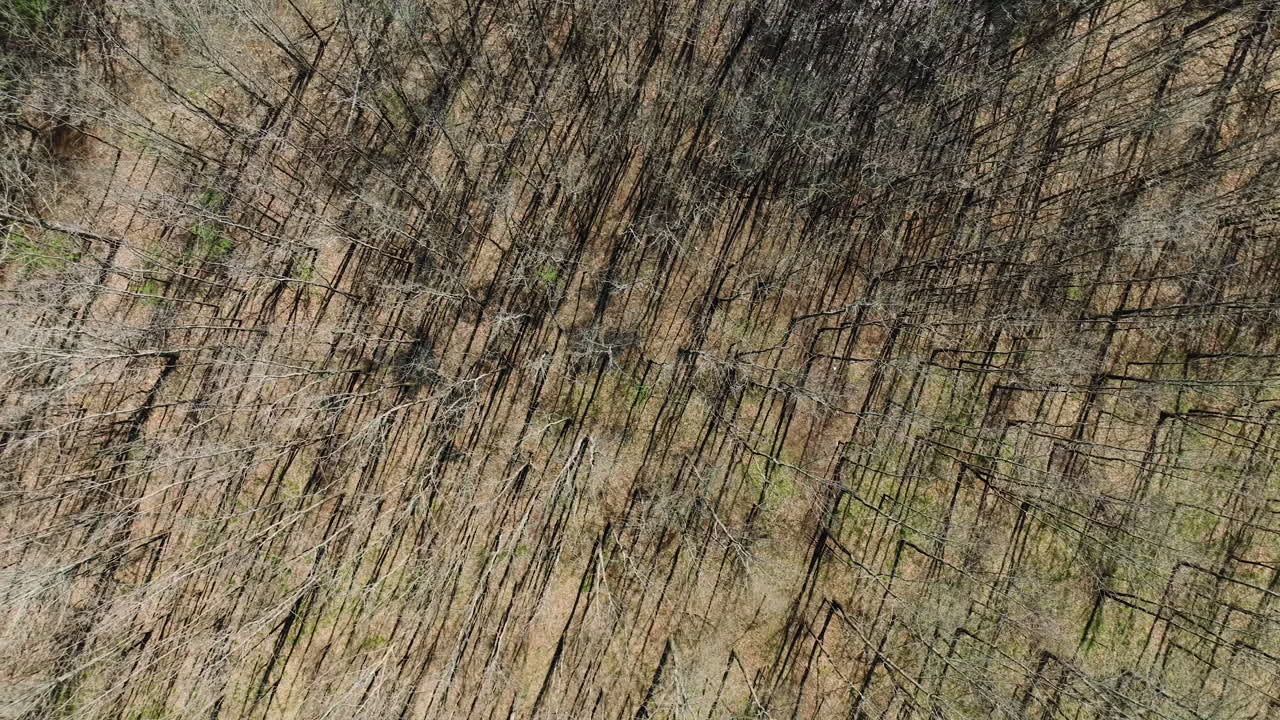 vista de pájaro de los árboles secos en el área de manejo de vida silvestre del estado de bell slough, arkansas, ee.uu. - toma de dron