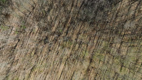 bird's eye view of dry trees in bell slough state wildlife management area, arkansas, usa - drone shot