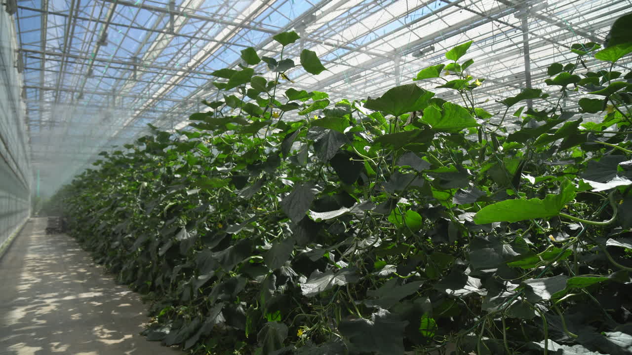 오이 농장의 수분 공급