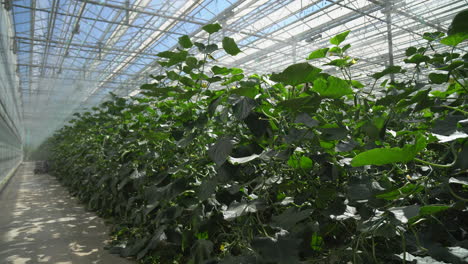 watering moisturization of cucumber plantation