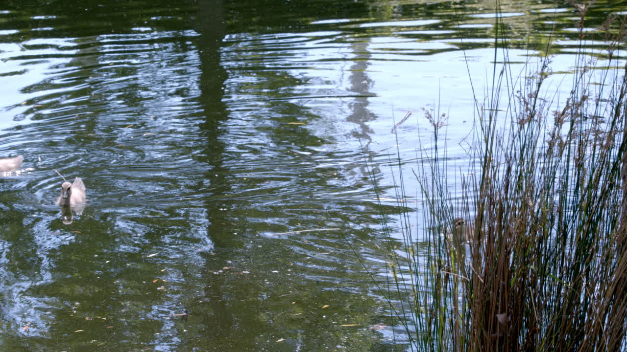 Zwei Enten auf Nahrungssuche im seichten Wasser