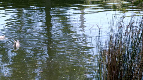 Zwei-Enten-Auf-Nahrungssuche-Im-Seichten-Wasser