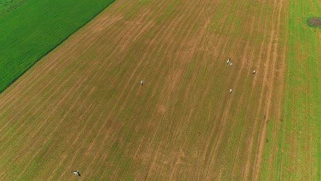 flock of birds circling over the harvested field looking for food.