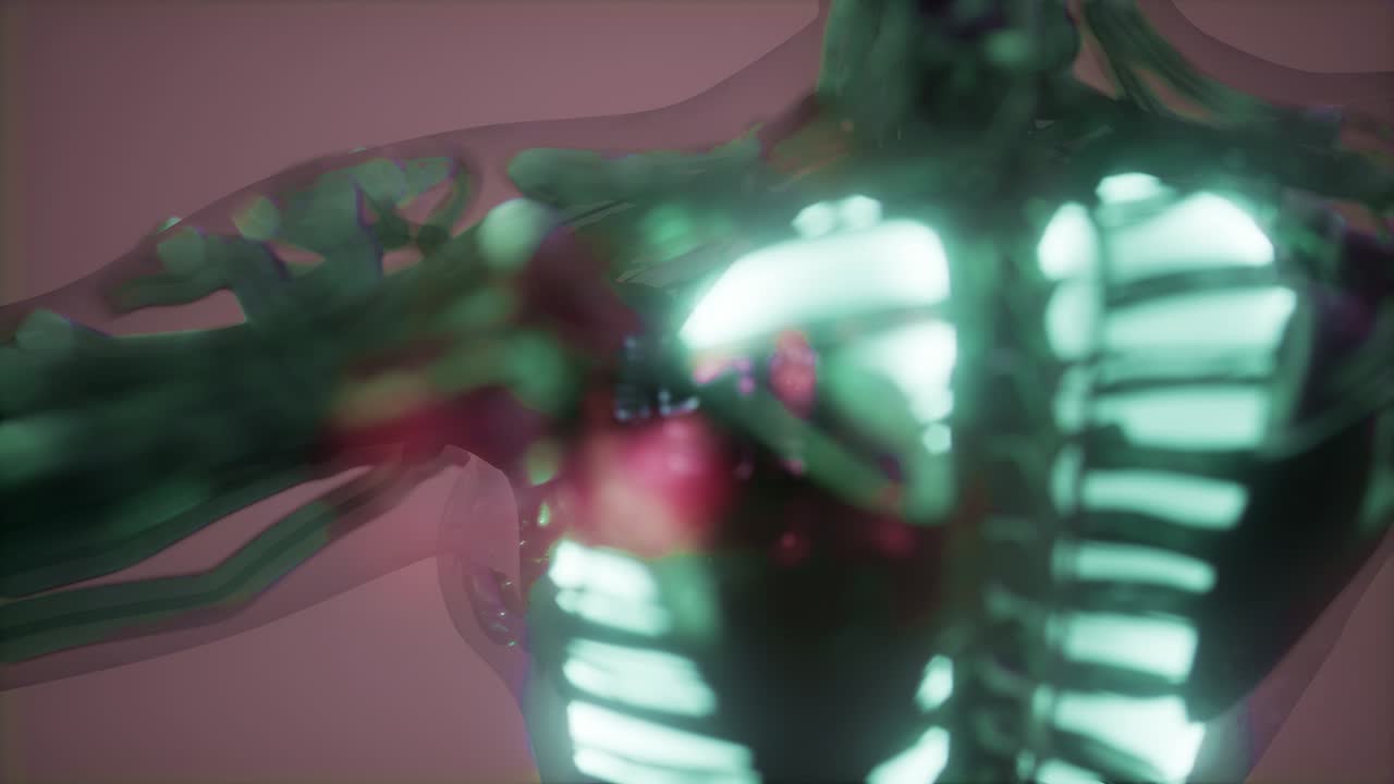 Corpo umano con polmoni visibili