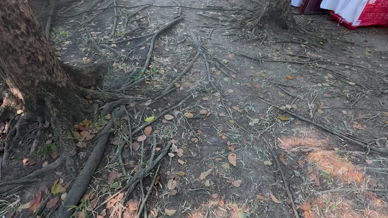 raíces de árboles expuestas extendidas por el suelo en un parque, con la luz solar manchada creando una atmósfera natural y serena