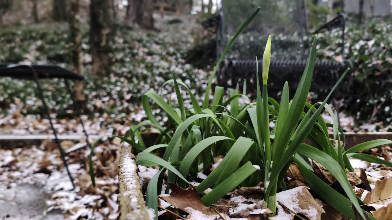January snow storm in Georgia, USA - Daffodils amid wind-blown snow and leaves
