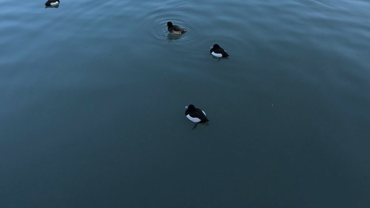 los patos se deslizan, se sumergen y vuelven a la superficie en aguas tranquilas