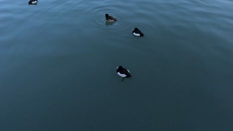 ducks glide, dive, and resurface in calm water