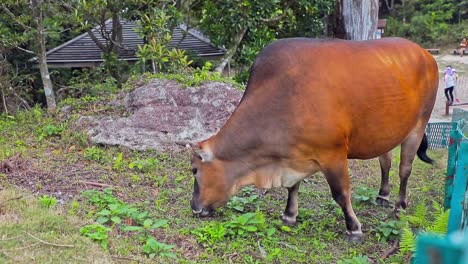 a stationary footage of a brown cow taking one step at a time while eating the grass around within the area of the wooden fence