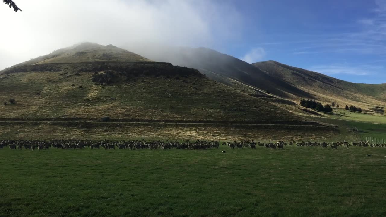Sheep in a field under a mountain in Queenstown, New Zealand.