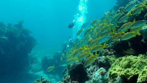 Yellowtail-snappers-in-a-school-with-a-underwater-photographer-in-the-background