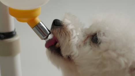 Caniche-De-Juguete-Bebiendo-Agua-Lamiendo-El-Dispensador-De-Agua,-De-Cerca