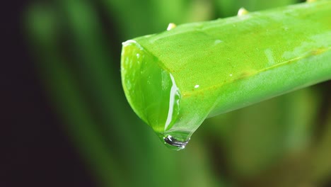 slow motion of aloe vera leaf with juice, gel drips from the stems on black background. close up of succulent plant leaves, natural medical plant for organic cosmetics