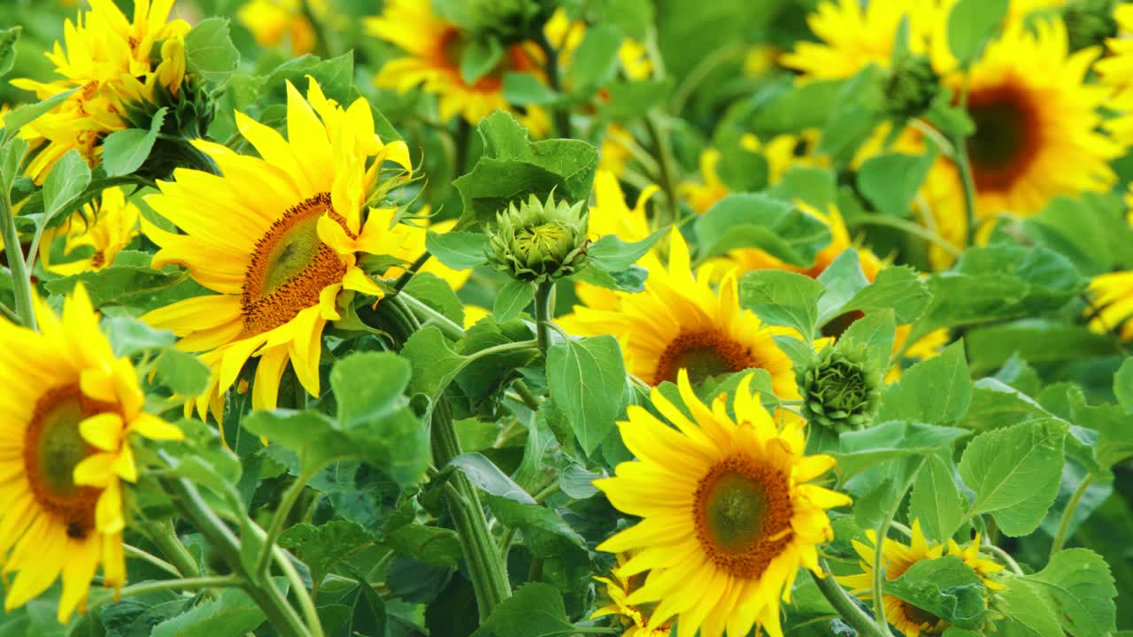 Bright yellow sunflowers sway in a lush green field under natural daylight, captured in a steady close-up shot with gentle wind movement