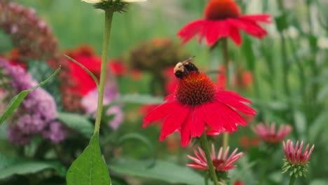 Bee-flies-around-on-red-helenium-flowers-pollenating-during-spring-time-in-an-Illinois-garden