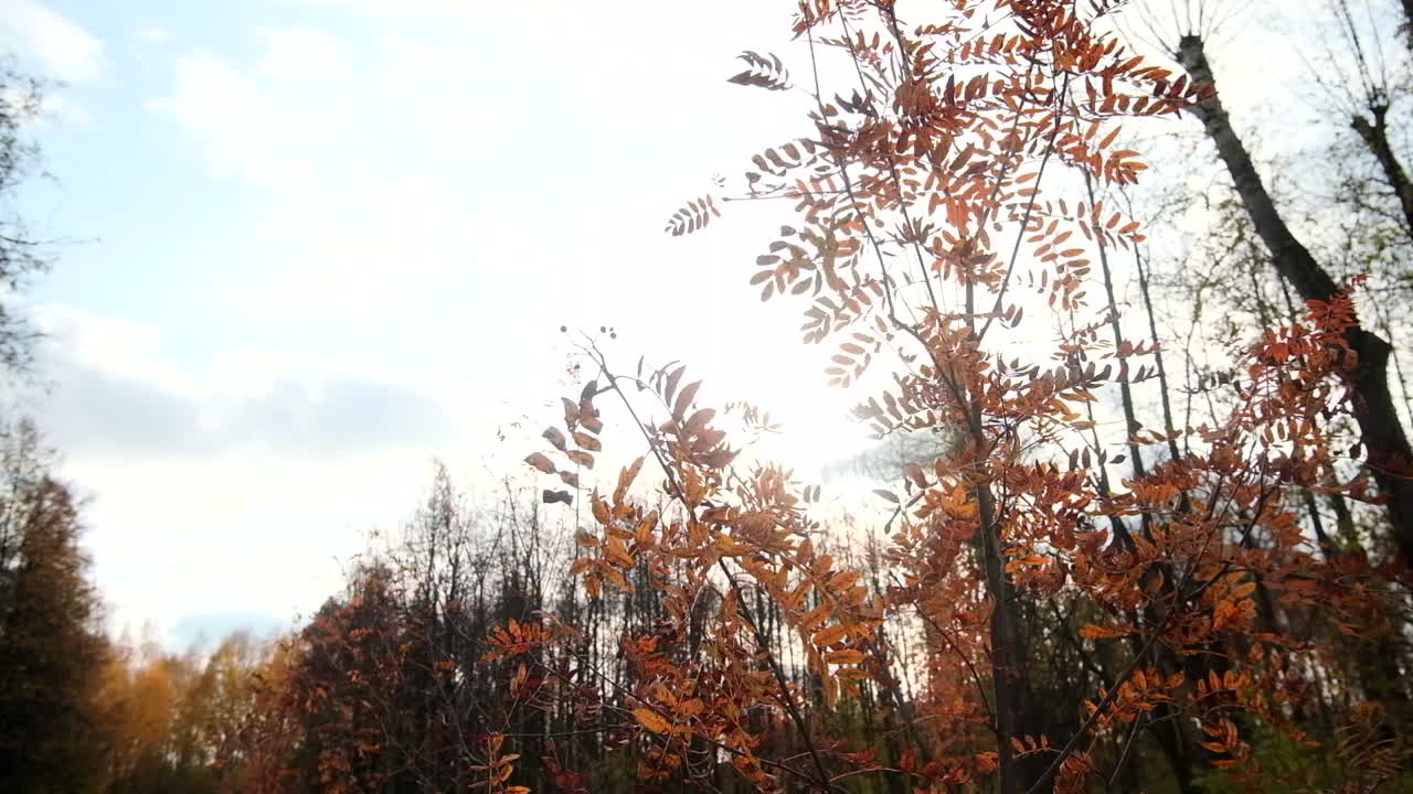 Autumn Forest Scene with Colorful Leaves