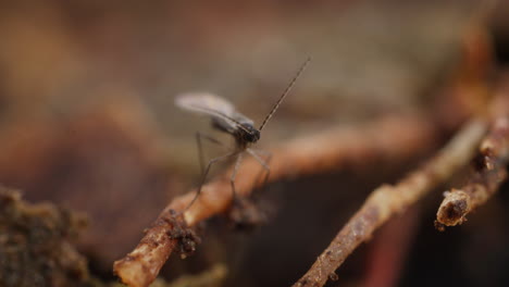 a fungus fly, also called a gnat, in a close up shot on the roots of a plant