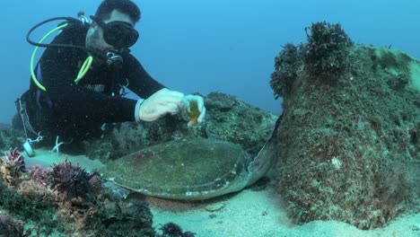 a marine scientist using underwater equipment collects samples from a resting sea turtle for a scientific research program while scuba diving