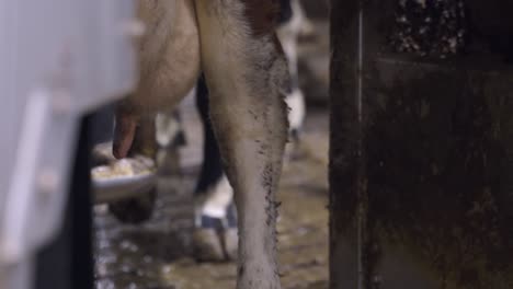 milking the cow with a fully automated milking robot - close up