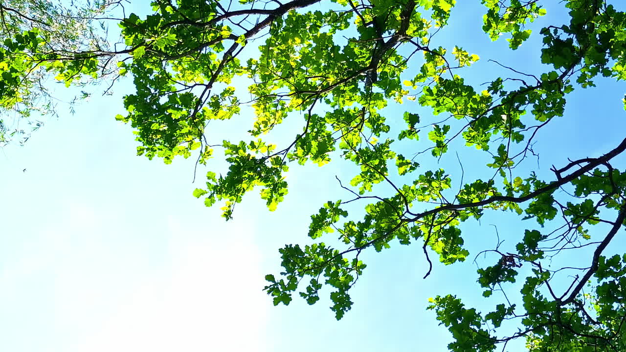 Bright Green Tree Branches and Blue Sky Viewed From Below in Summer with Text Space