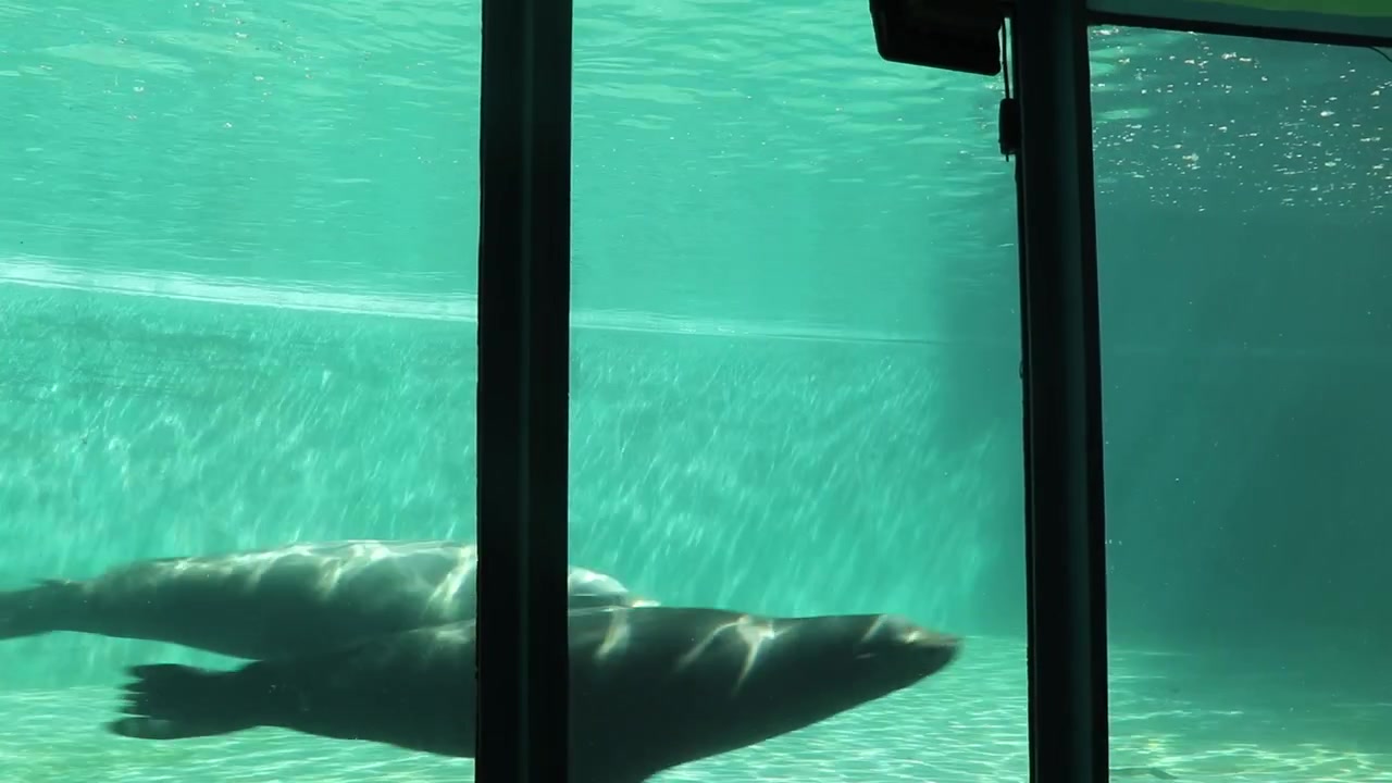 Static shot through a glass window of two agile California sea lions (Zalophus californianus) swimming at Budapest Zoo.