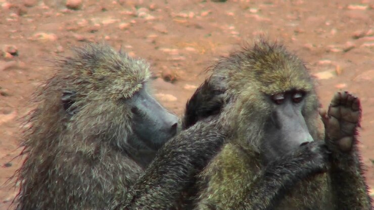 I babbuini si spulciano a vicenda in un rituale di toelettatura in Africa