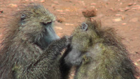 baboons pick fleas off each other in a grooming ritual in africa