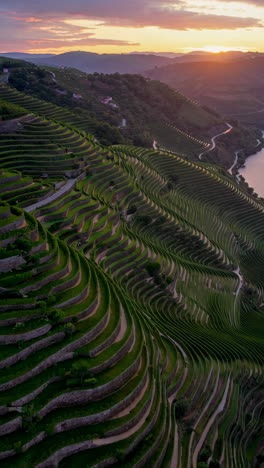 douro valley terraced vineyards at sunset