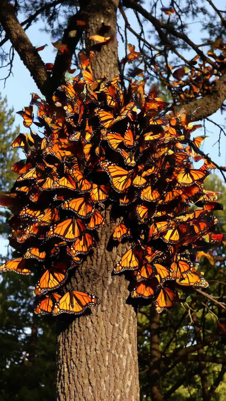 Monarch Butterflies Clustered on a Tree
