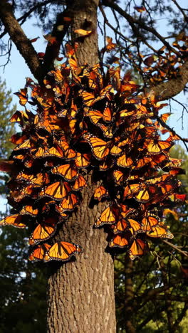 monarch butterflies clustered on a tree