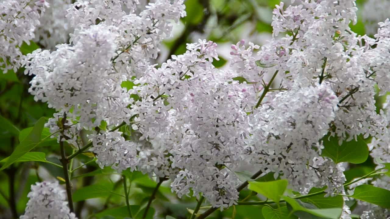 bunch of violet lilac flower