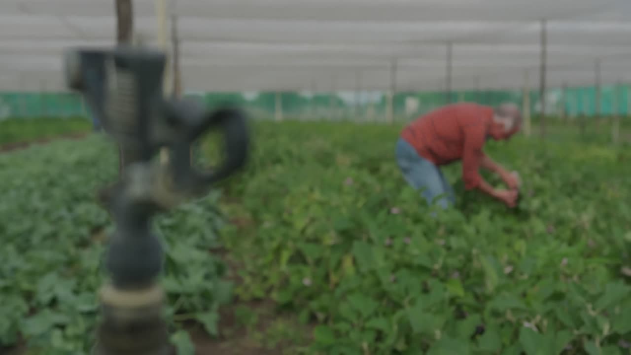 농장에서 일하는 성숙한 남자