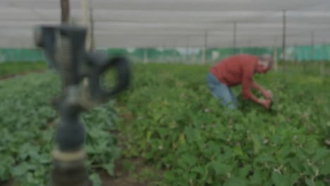 hombre maduro trabajando en una granja